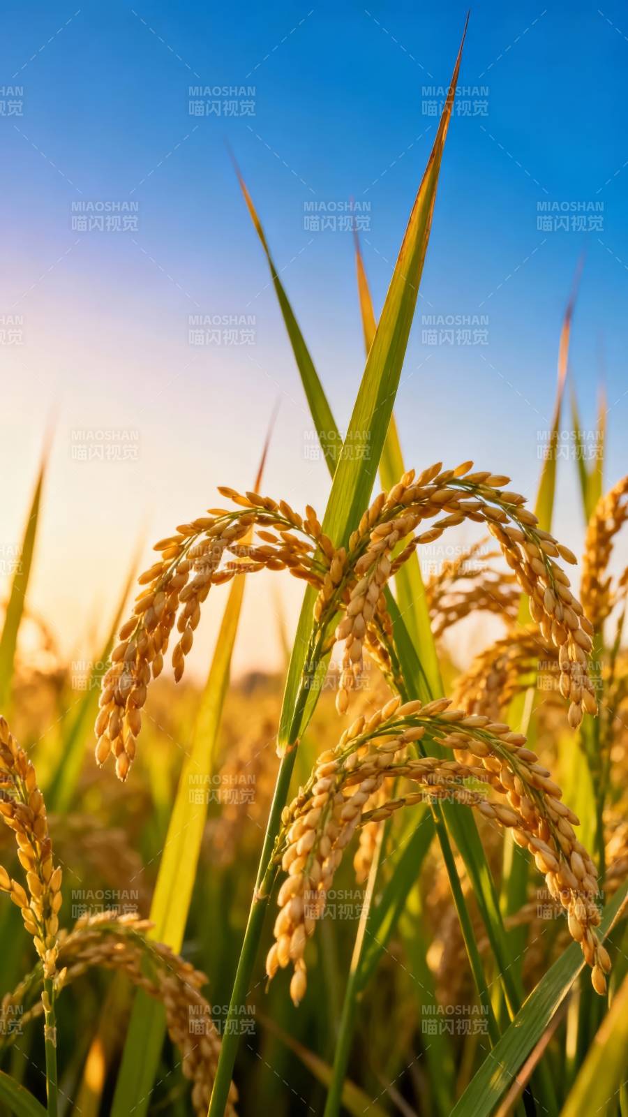 金稻映蓝天 丰收在望时图片