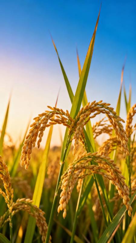 金稻映蓝天 丰收在望时图片