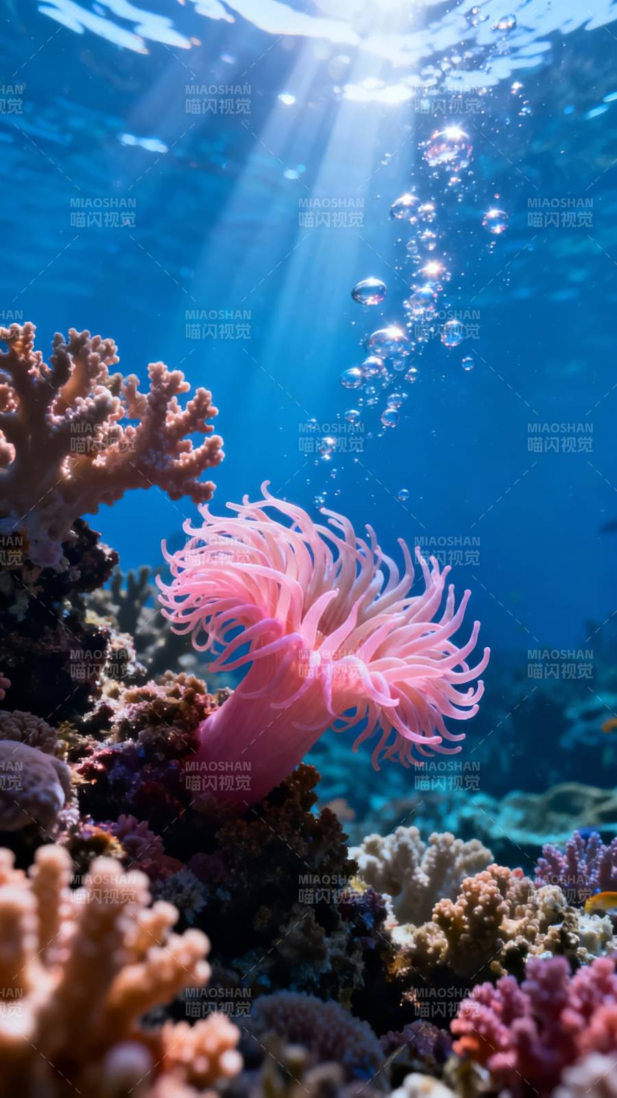 海底珊瑚与粉色海葵共舞图片