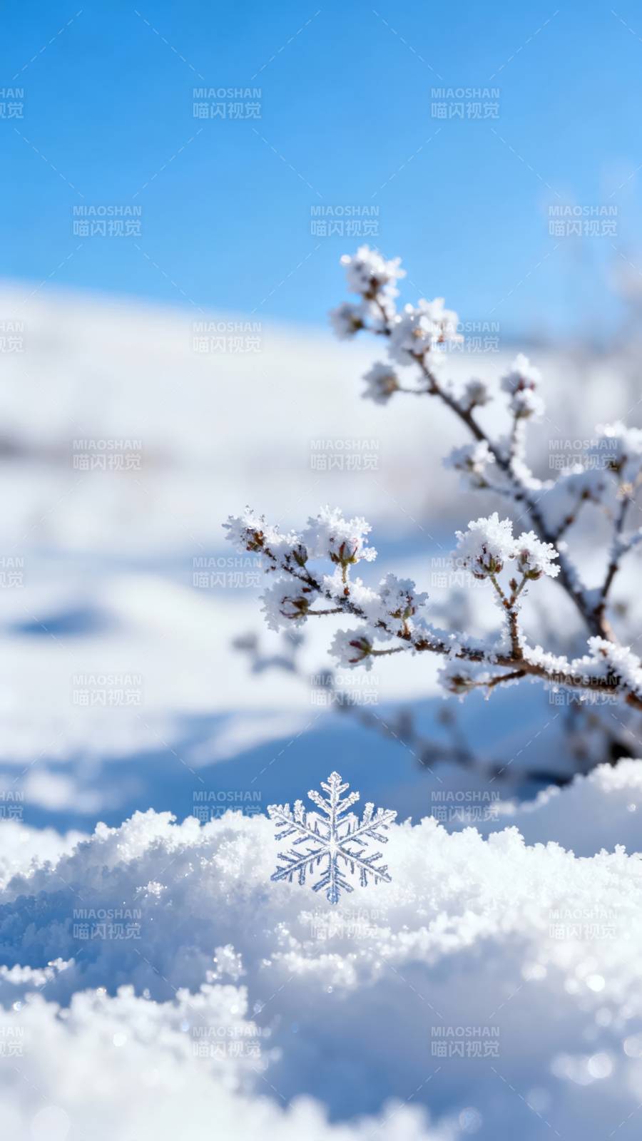 雪枝映蓝天 雪花静卧雪图片