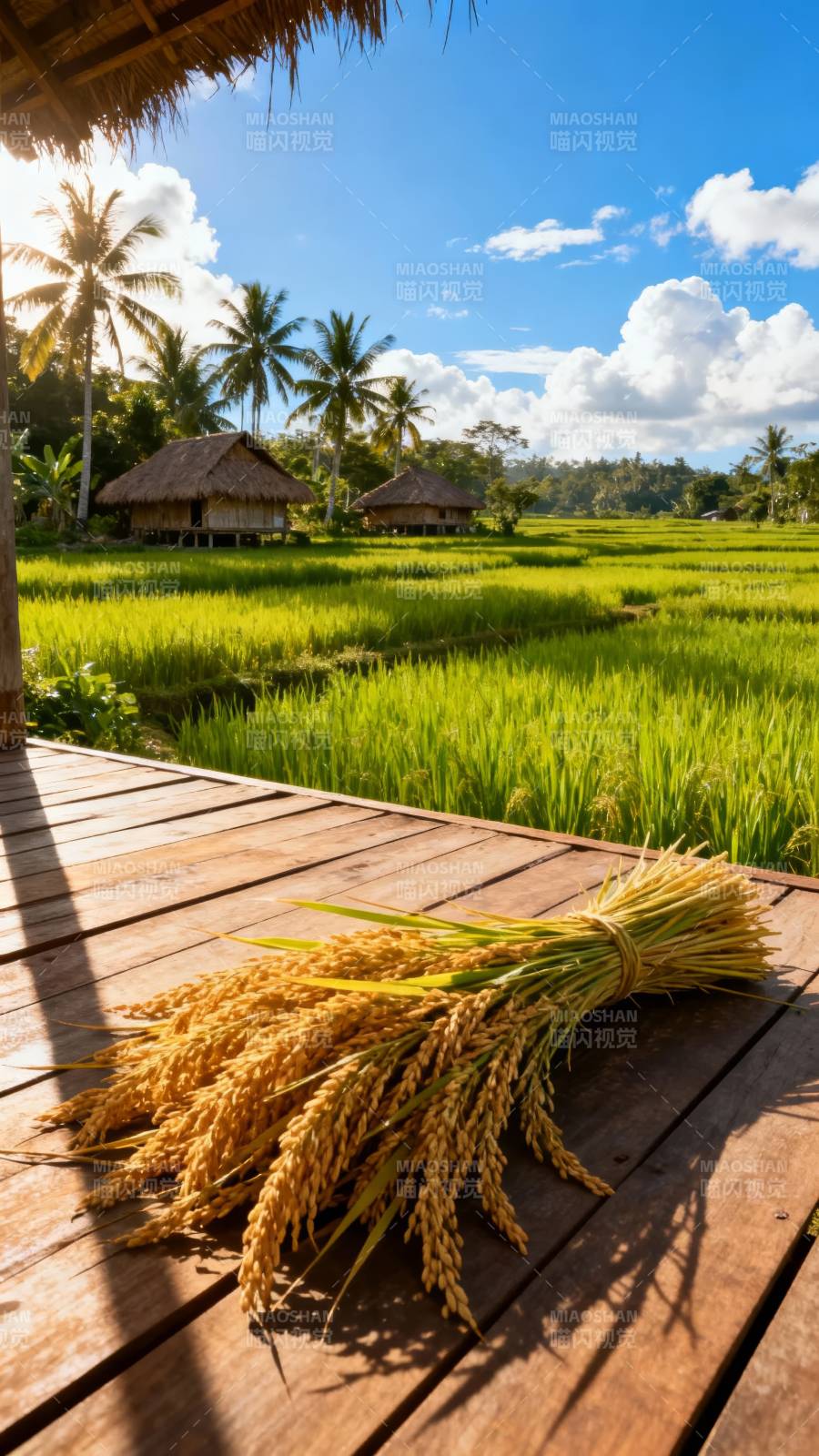 稻田金黄 椰影蓝天映茅屋图片