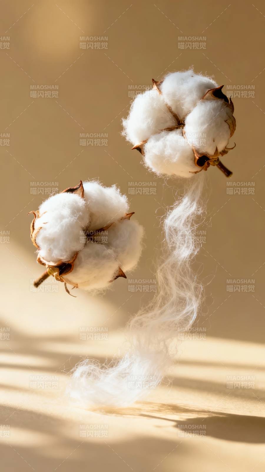 棉絮轻舞 暖阳静好图片