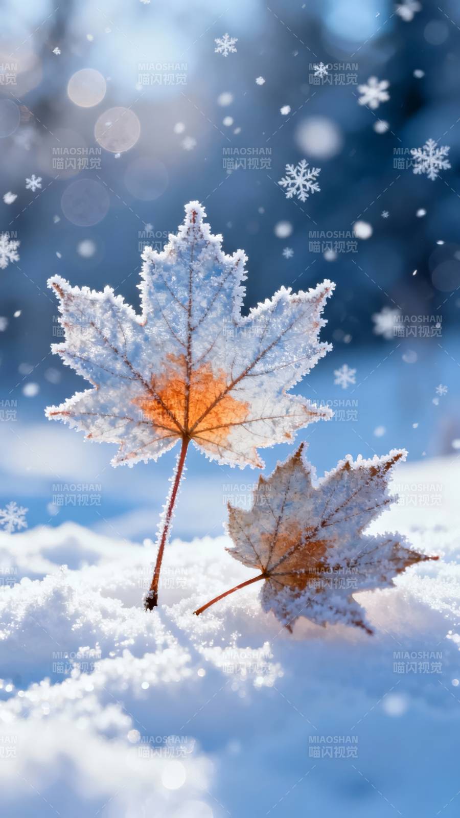 雪覆枫叶 冬日静美图片