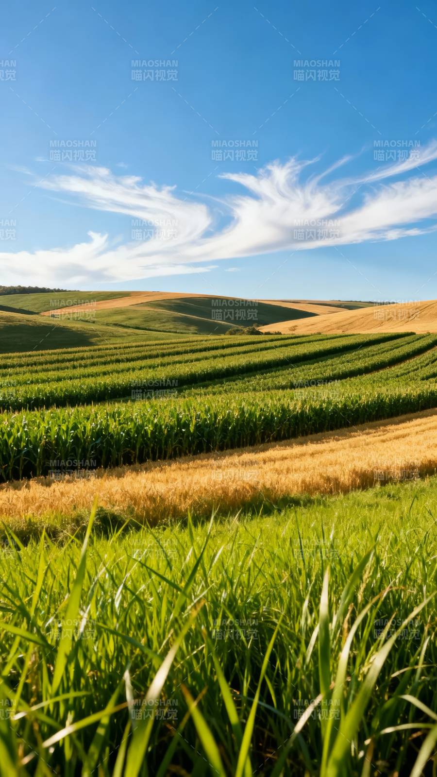 蓝天下的金色与绿色田野图片