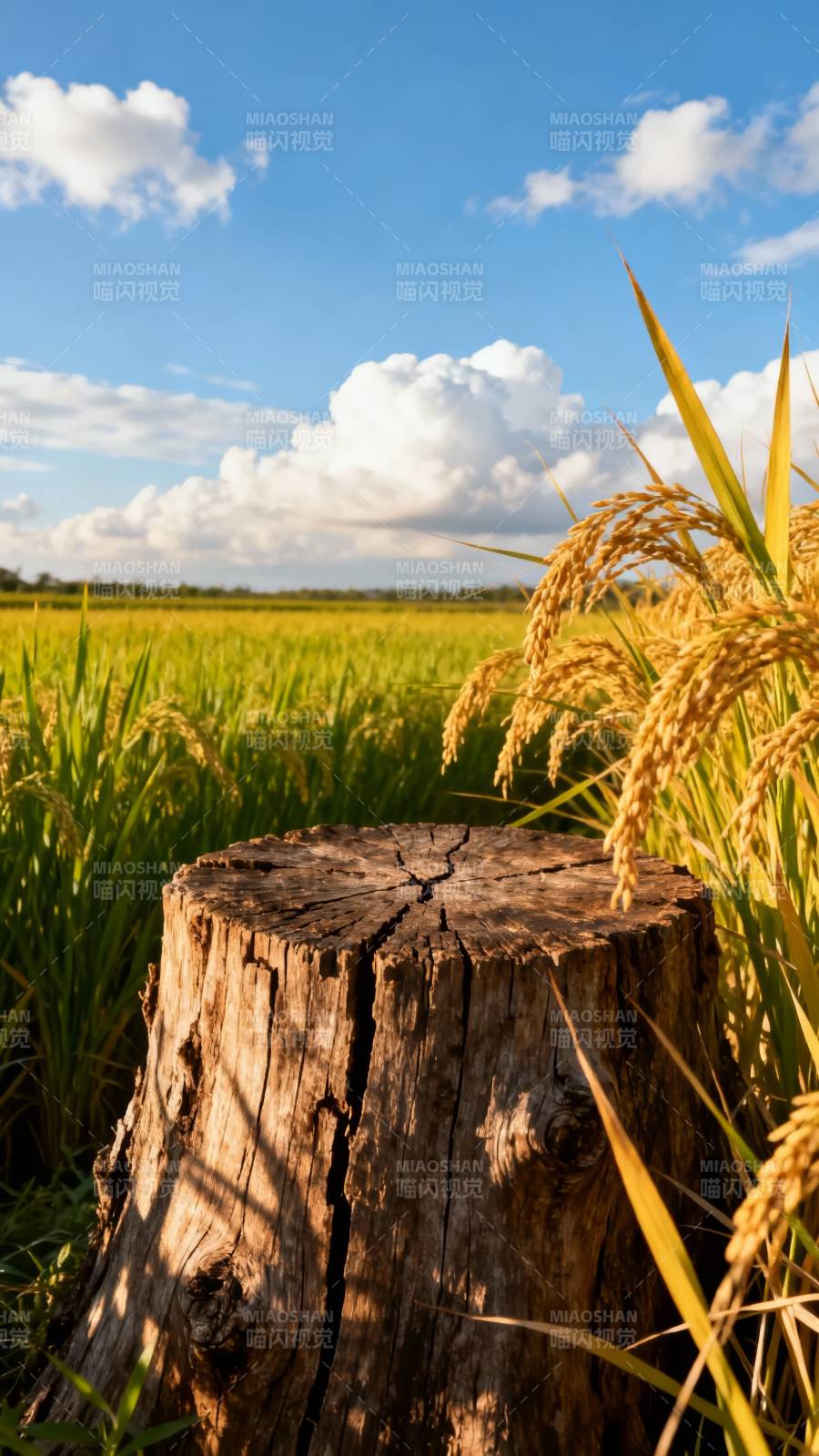 稻香树桩 云下丰收景图片