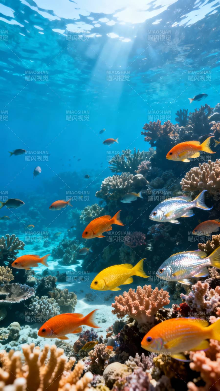 海底珊瑚鱼群阳光透射图片