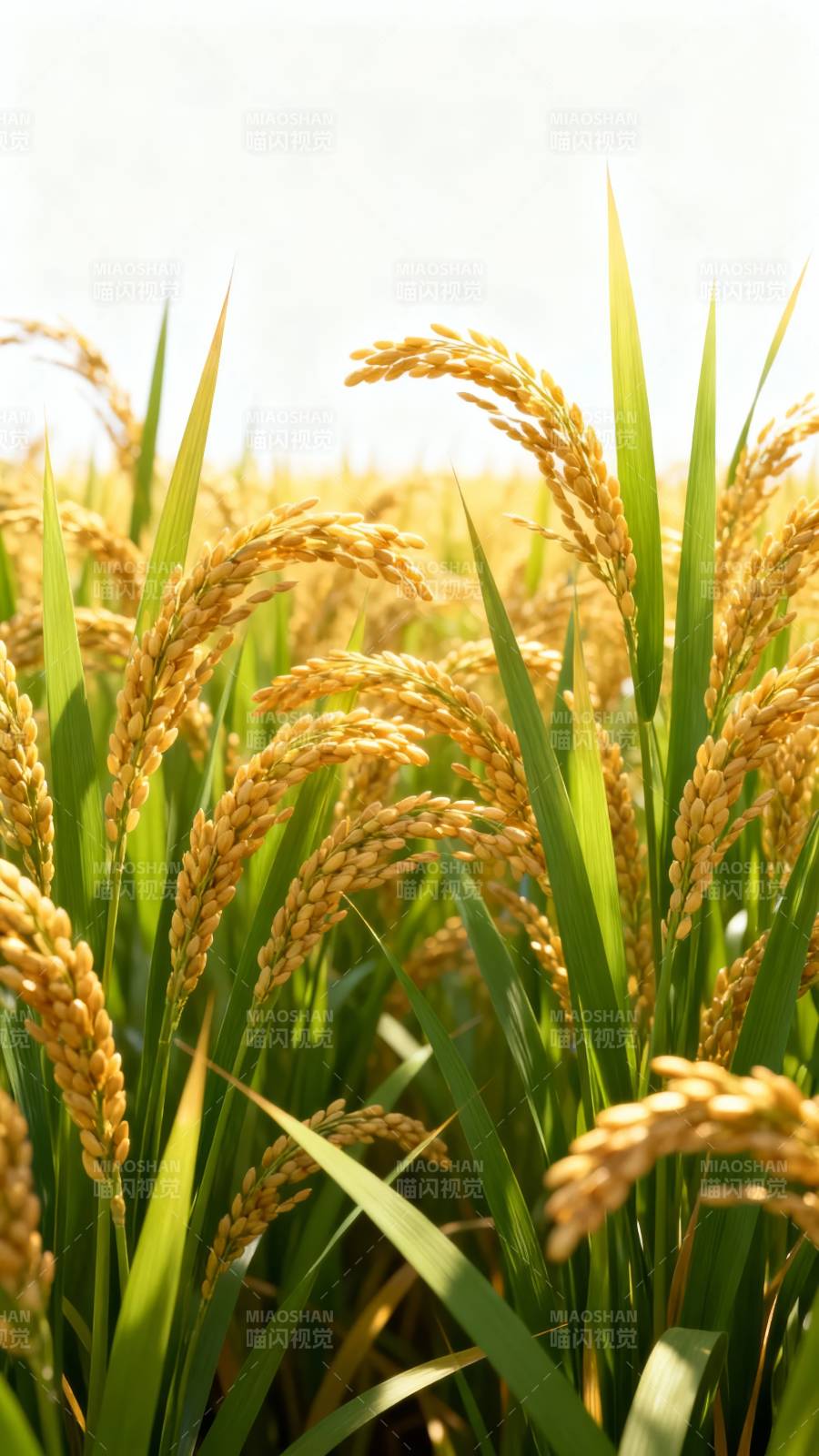 金稻飘香 丰收在望图片