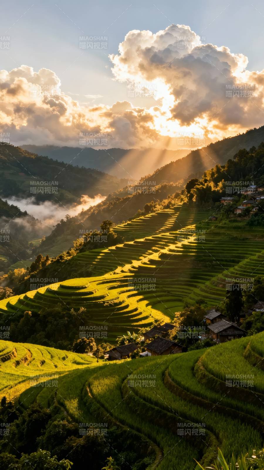 梯田金光 云绕山乡图片