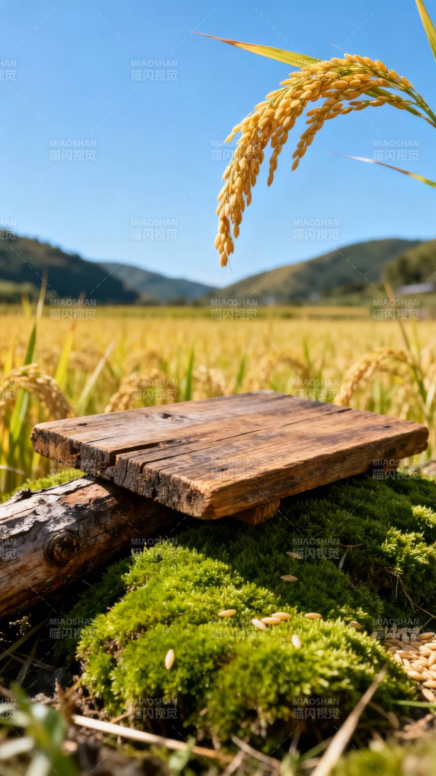 稻香田野 木台静置苔上图片