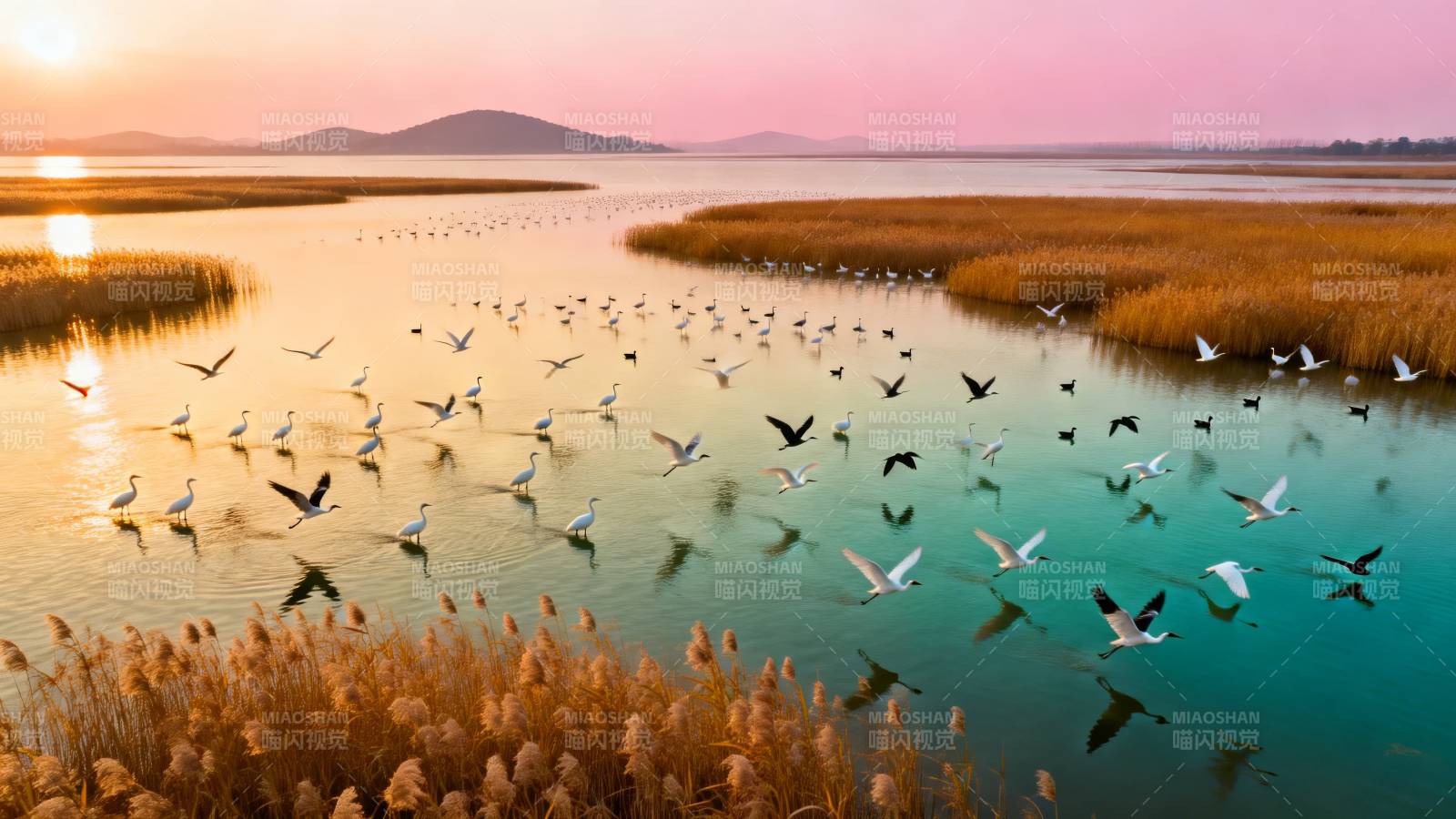 夕阳湿地 群鸟共舞图片