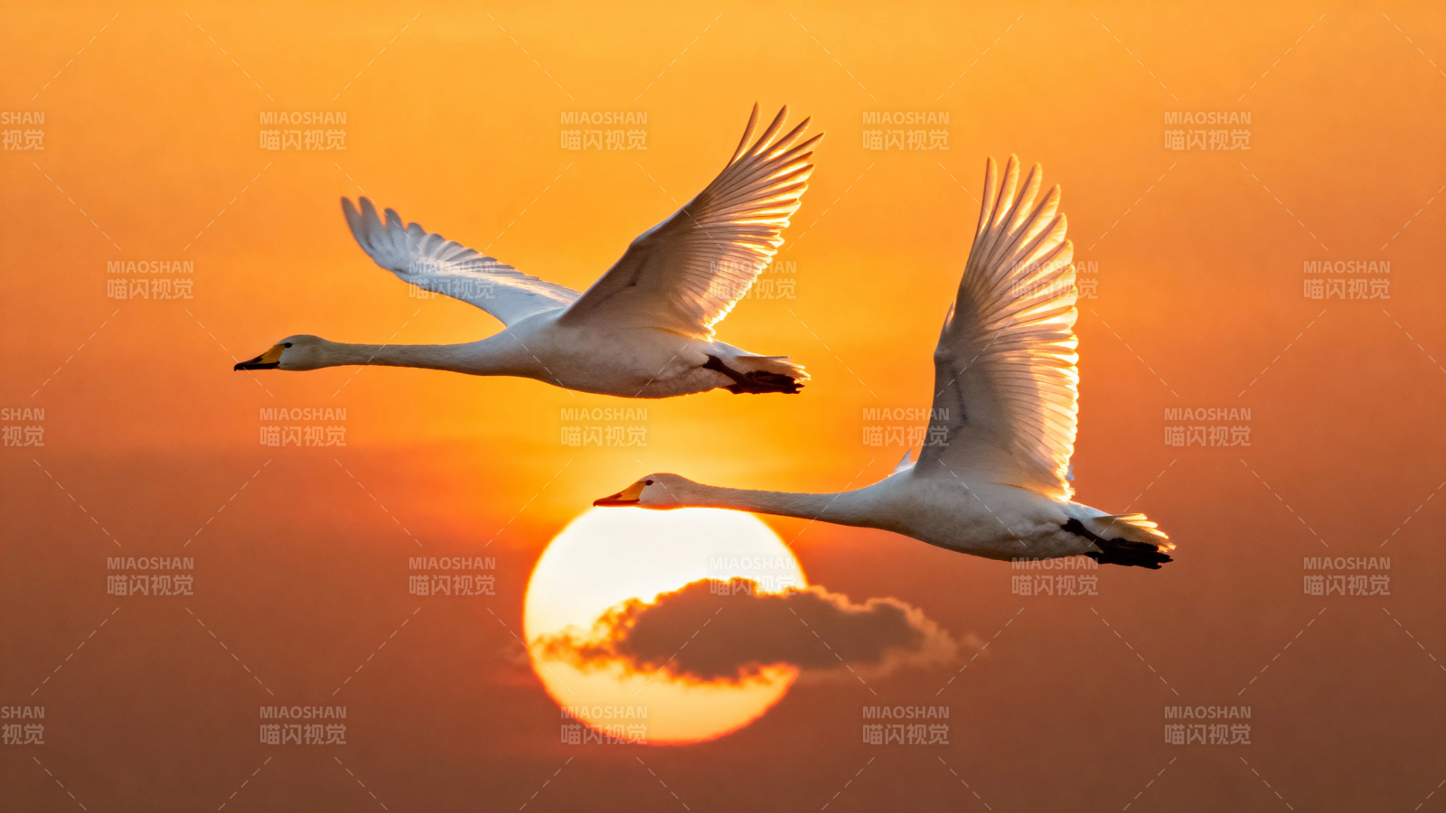 夕阳双天鹅 展翅共翱翔图片