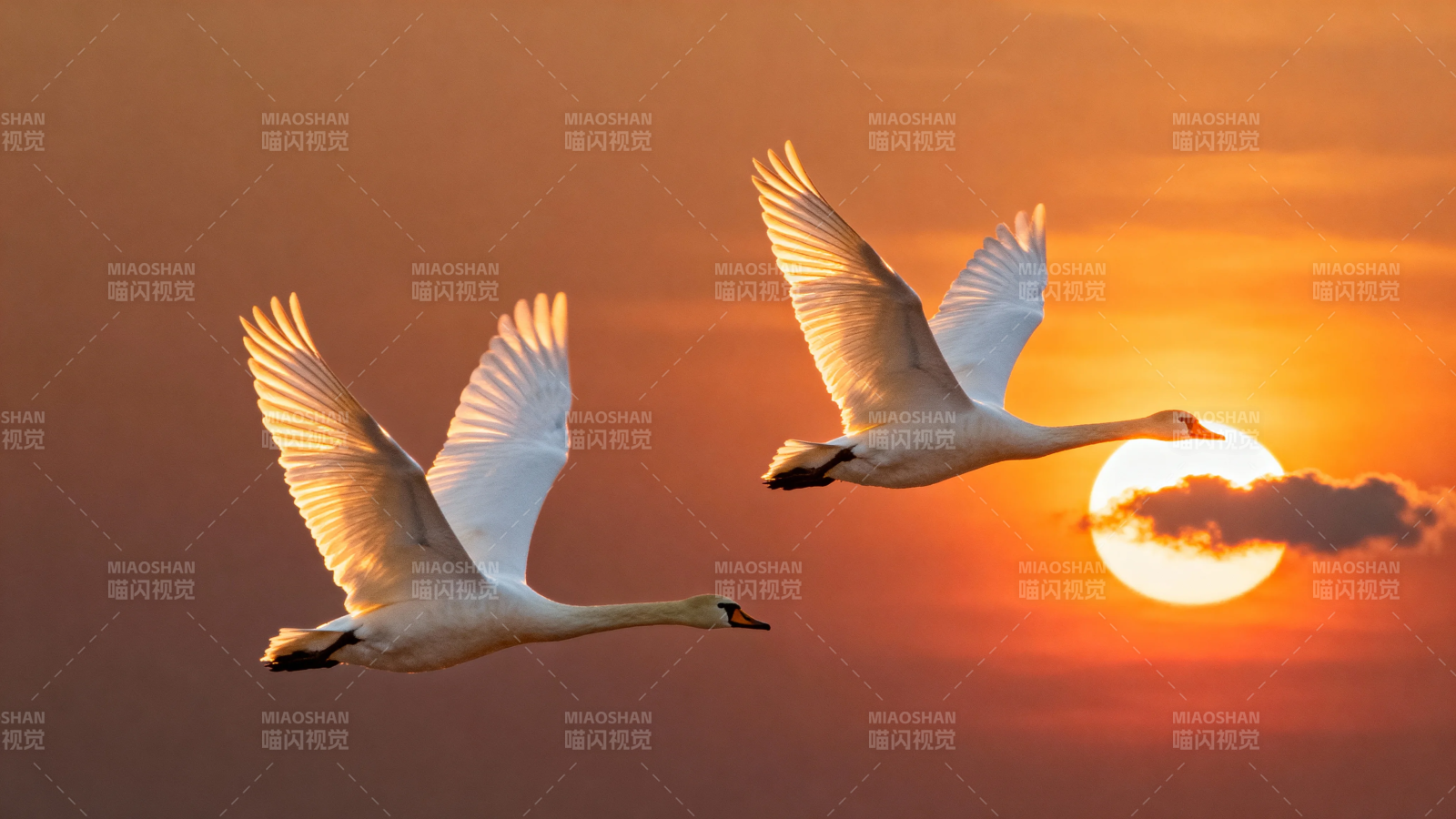 夕阳双天鹅 展翅共归途图片