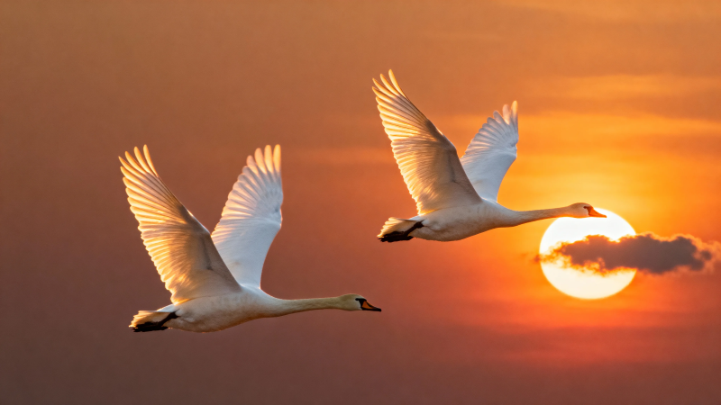 夕阳双天鹅 展翅共归途图片