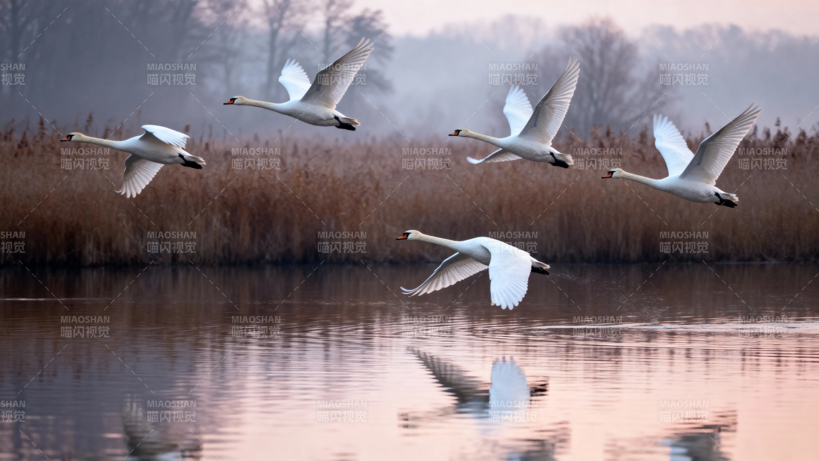 天鹅掠水 晨光映羽舞图片