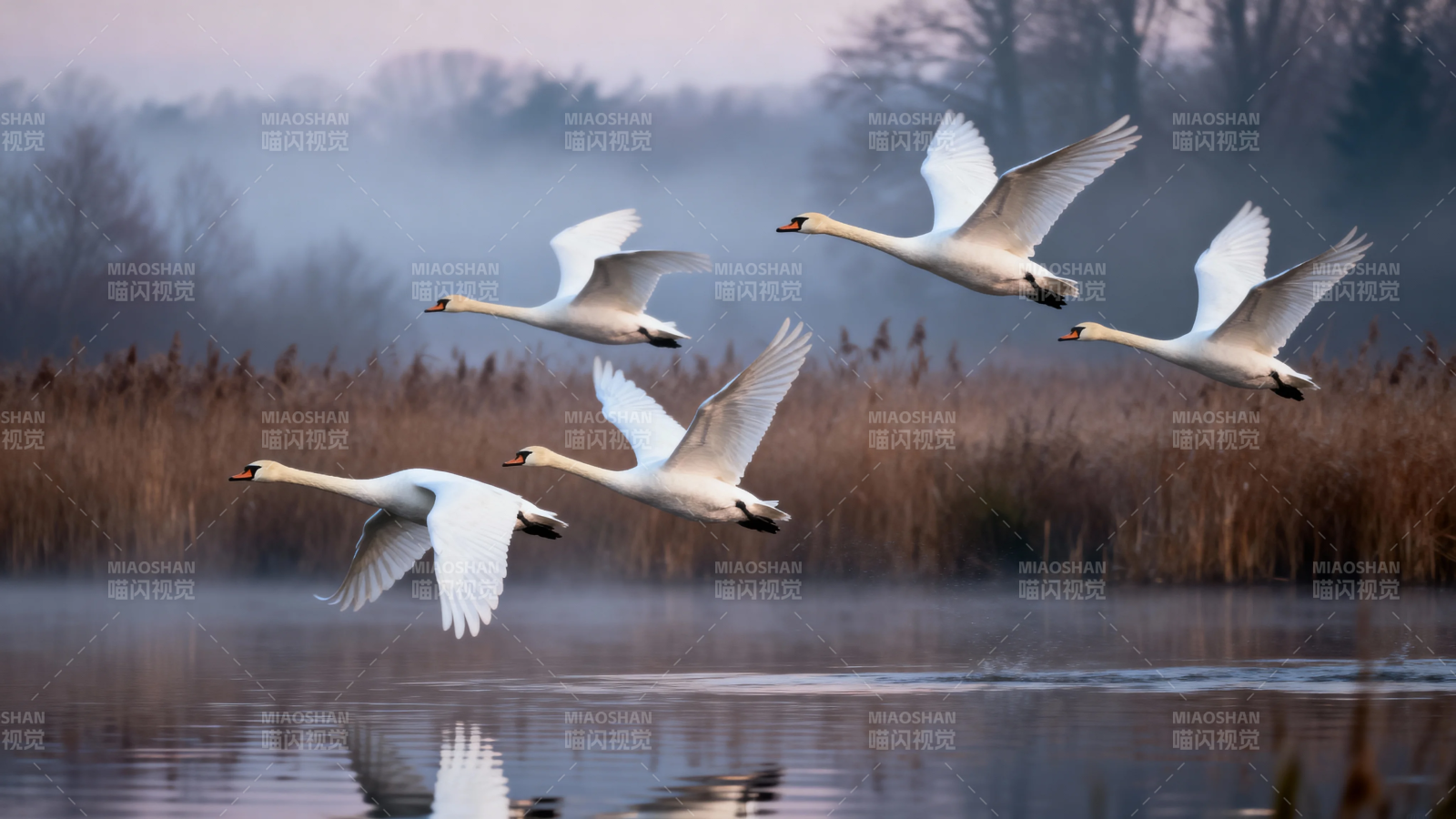 晨雾天鹅飞掠湖面图片