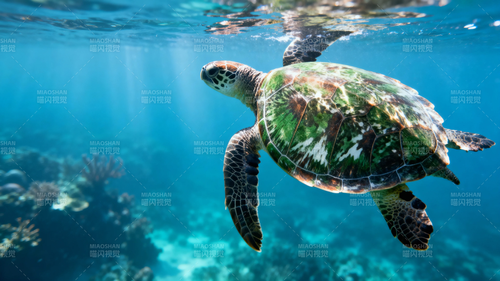 海龟悠游珊瑚礁间图片