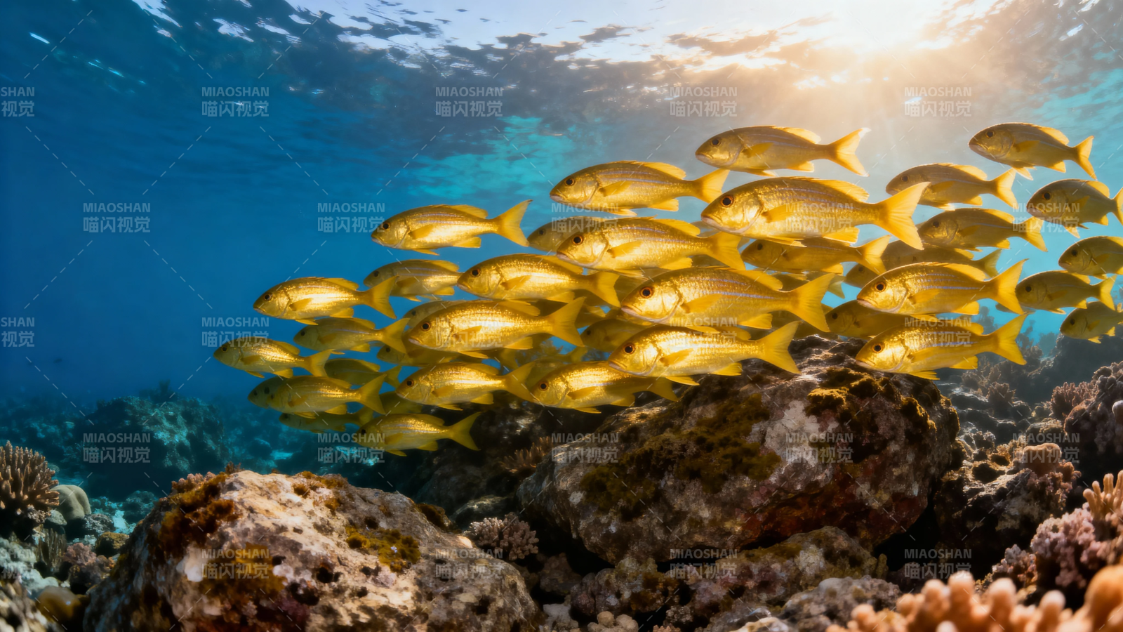金群鱼游珊瑚礁图片