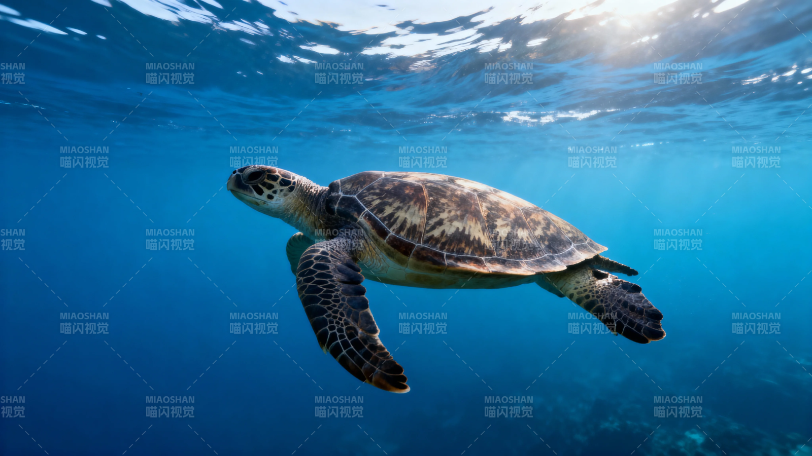 海龟悠游蔚蓝深海图片