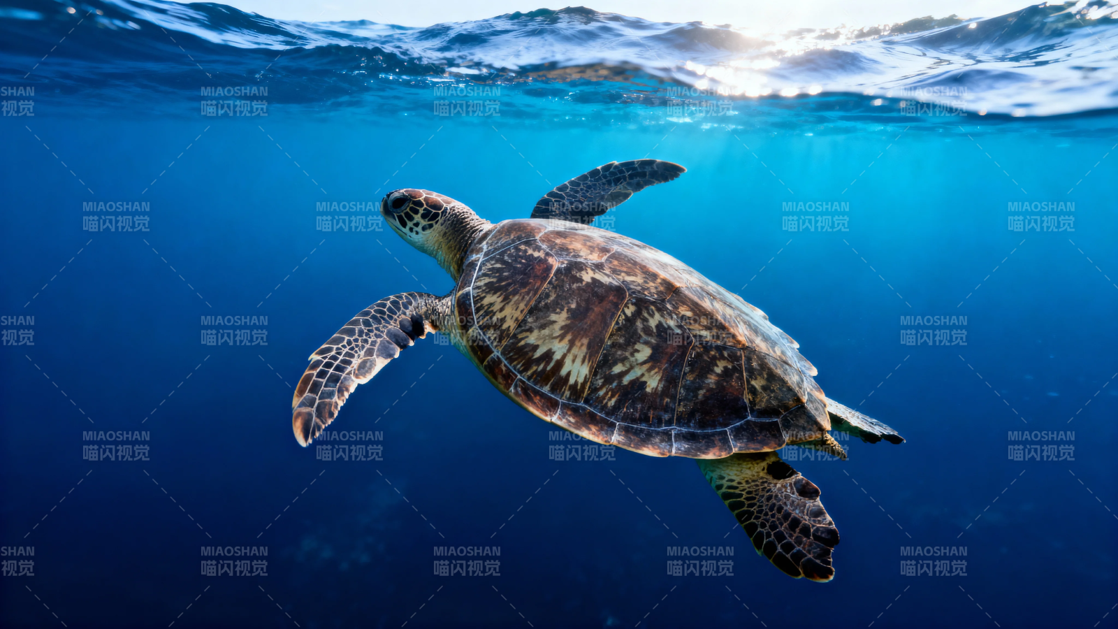 海龟悠游碧蓝深海图片