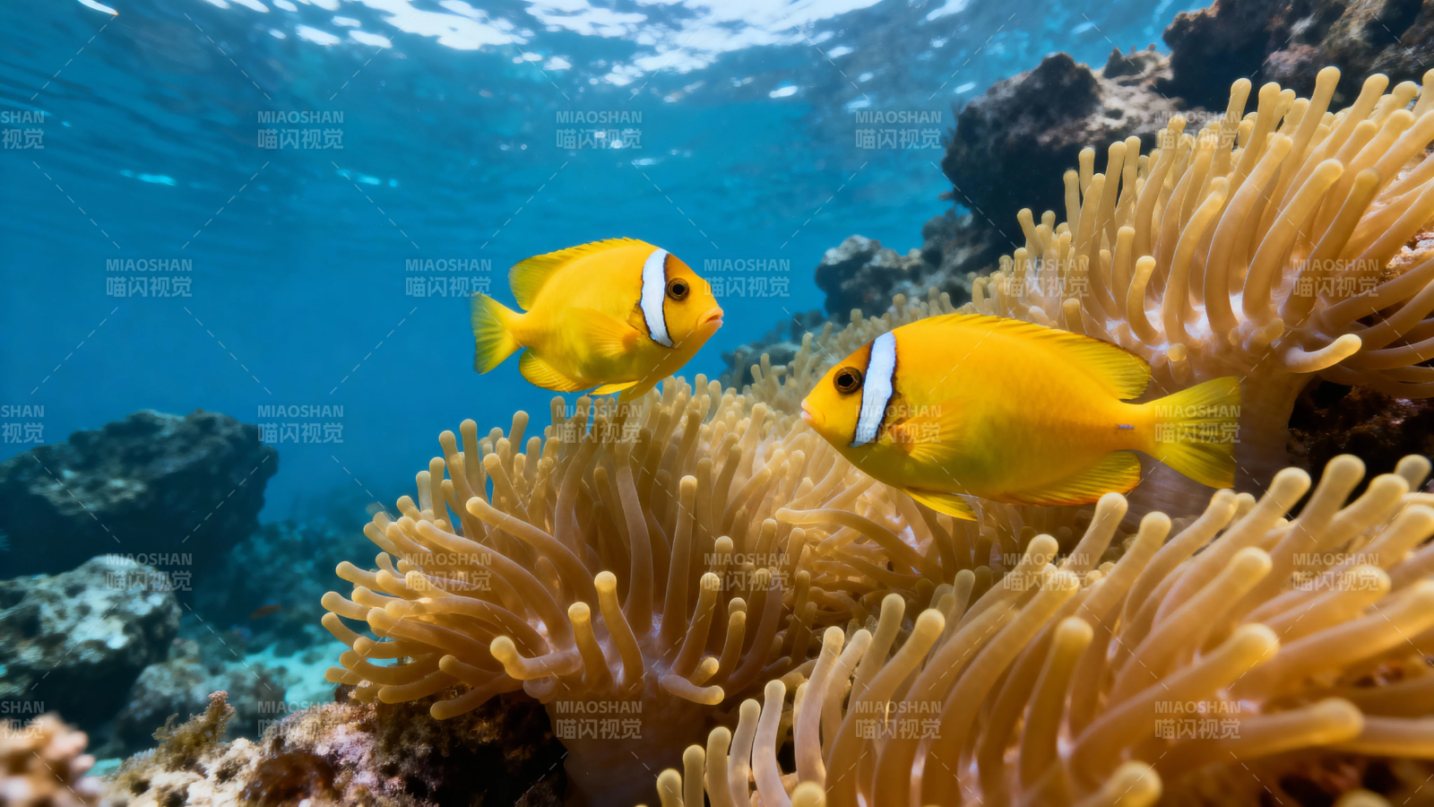 小丑鱼游弋珊瑚间图片