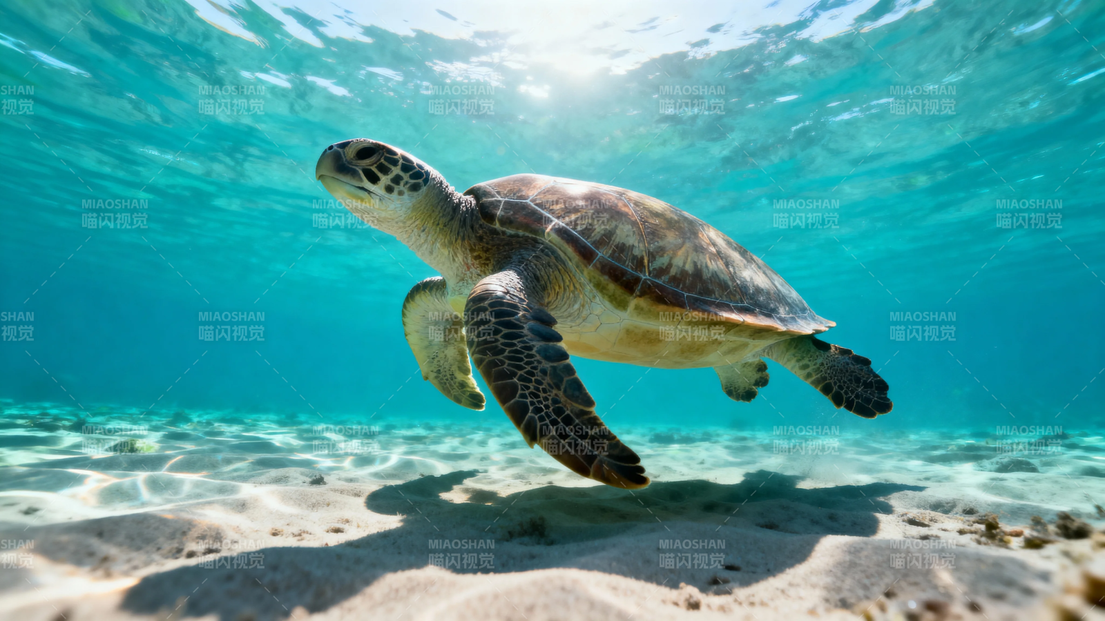 海龟悠游浅海沙底图片