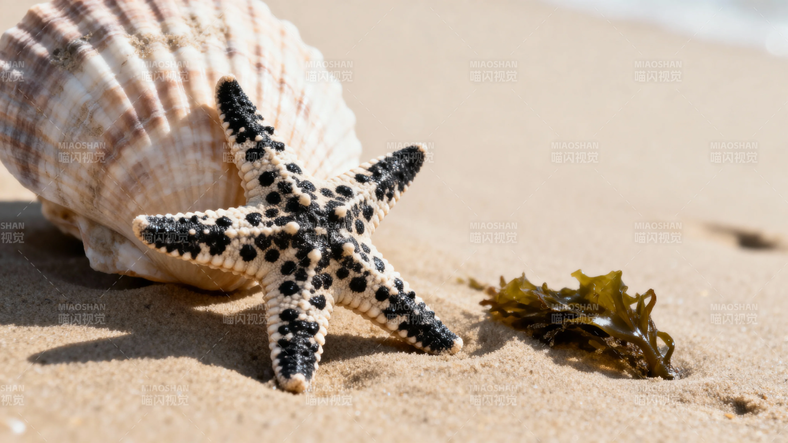 沙滩上的海星与贝壳图片