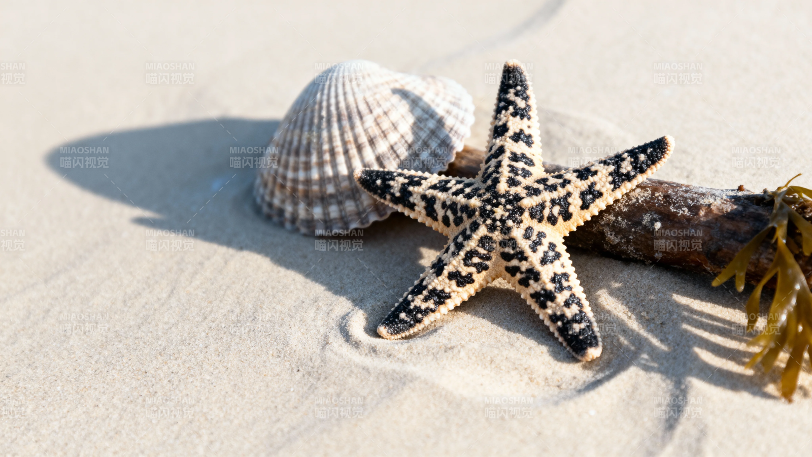 沙滩上的海星与贝壳图片