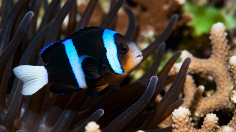 蓝白小丑鱼游弋海葵间图片