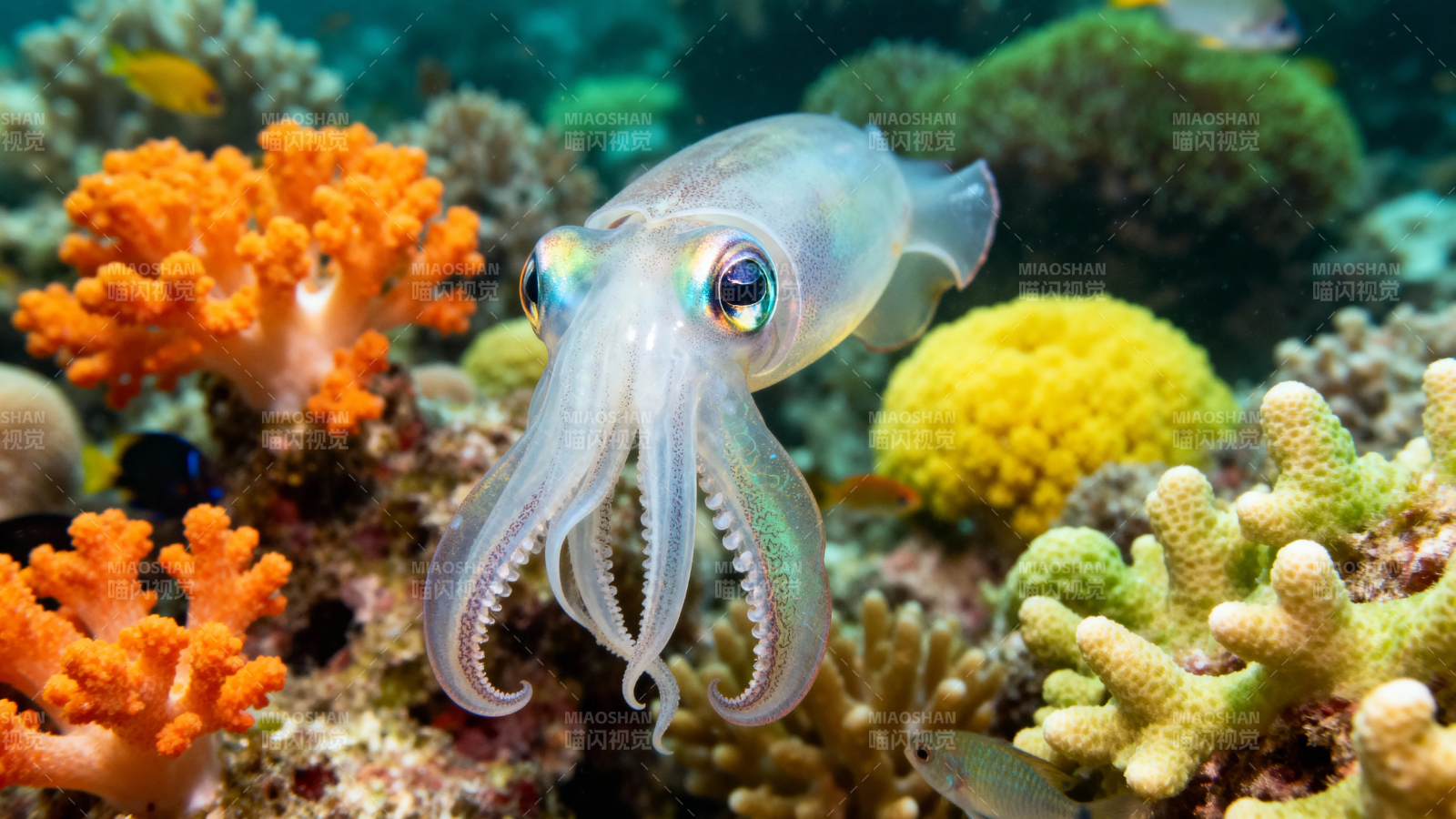 珊瑚礁中的小鱿鱼图片