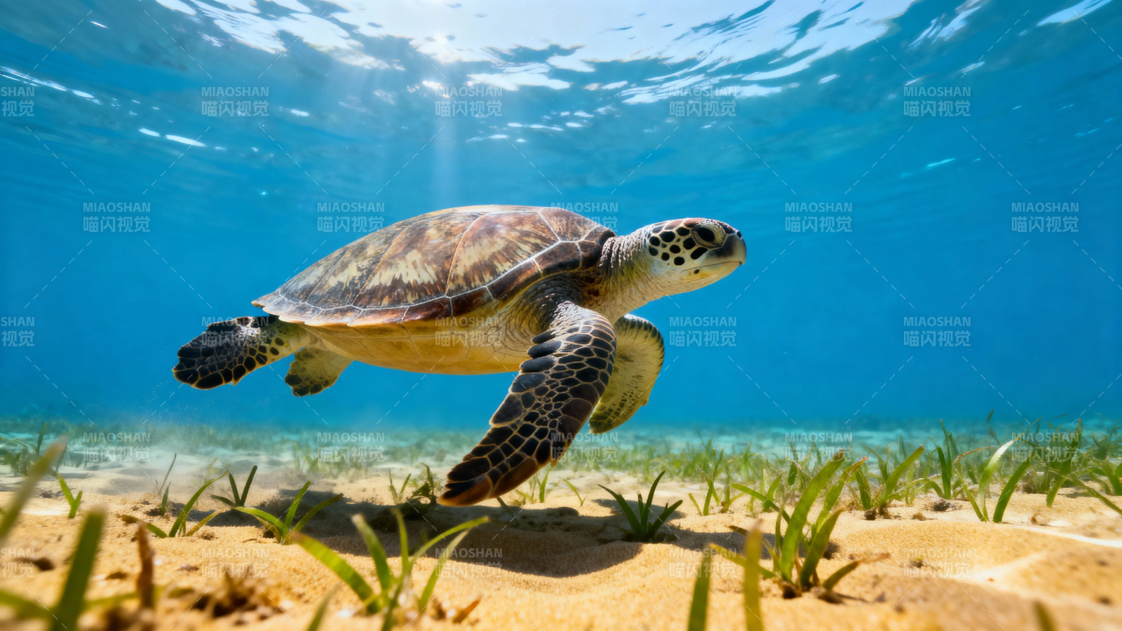 海龟悠游海底草间图片