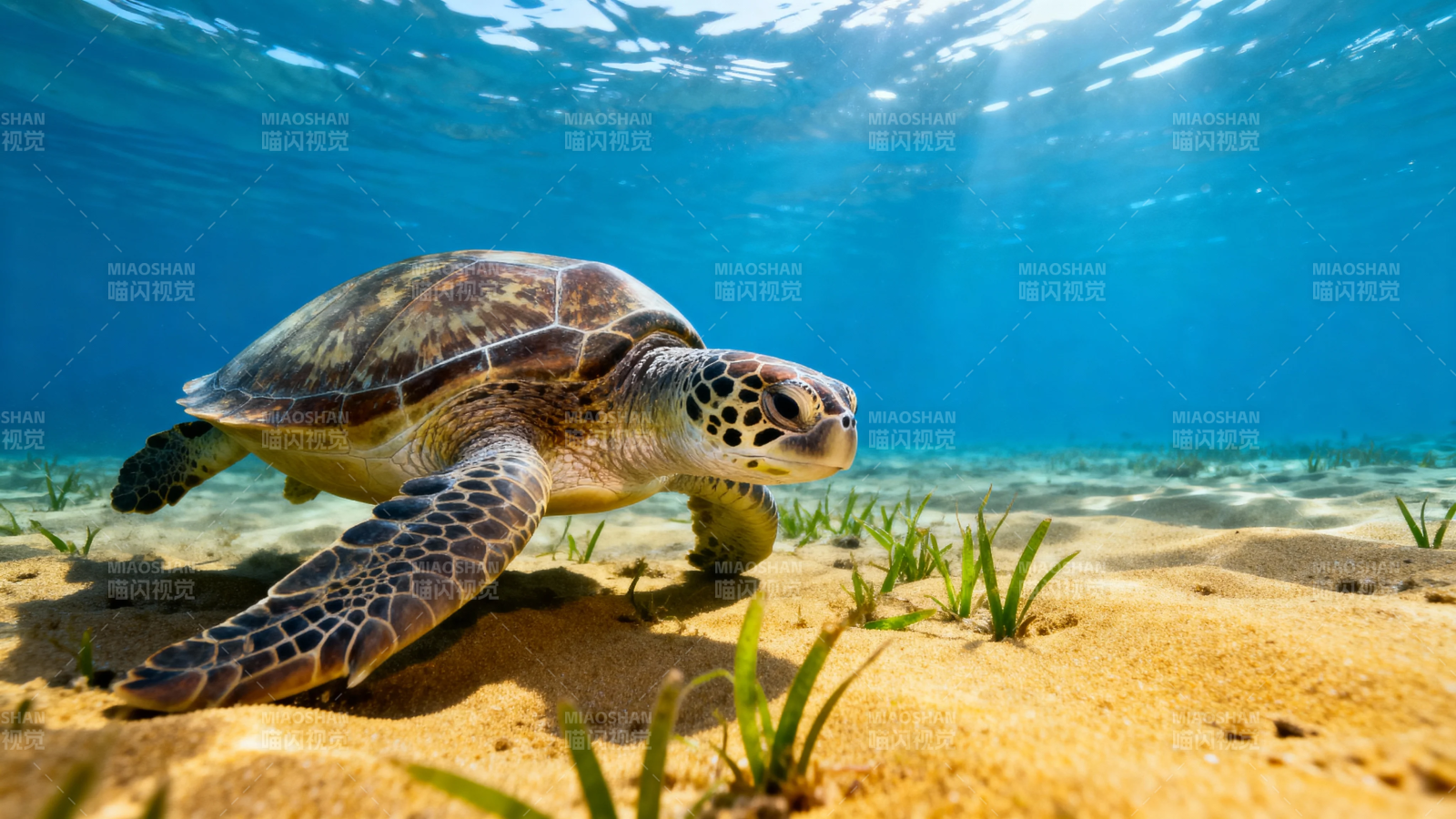海龟悠游海底沙洲图片