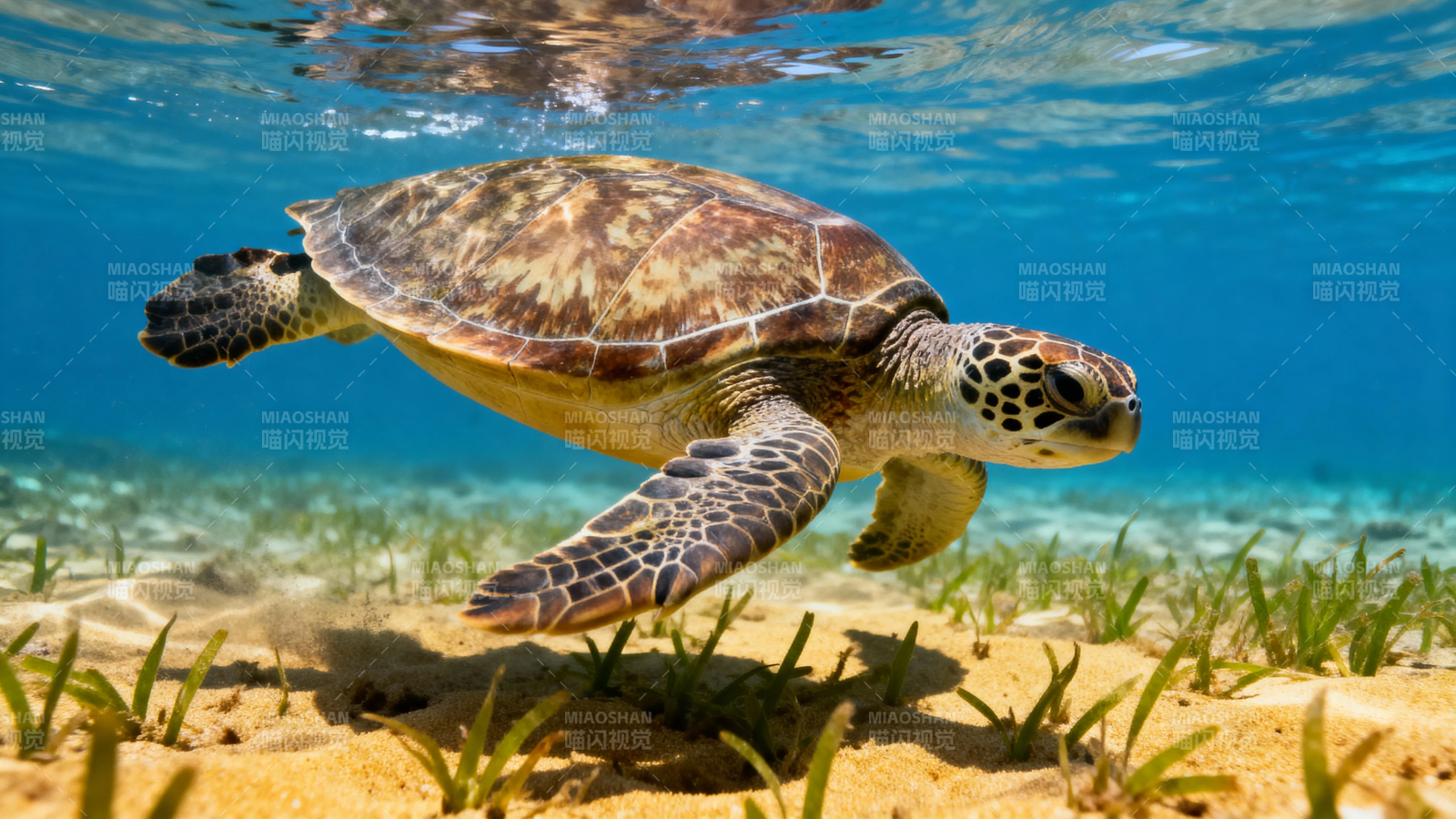 海龟悠游浅海草间图片