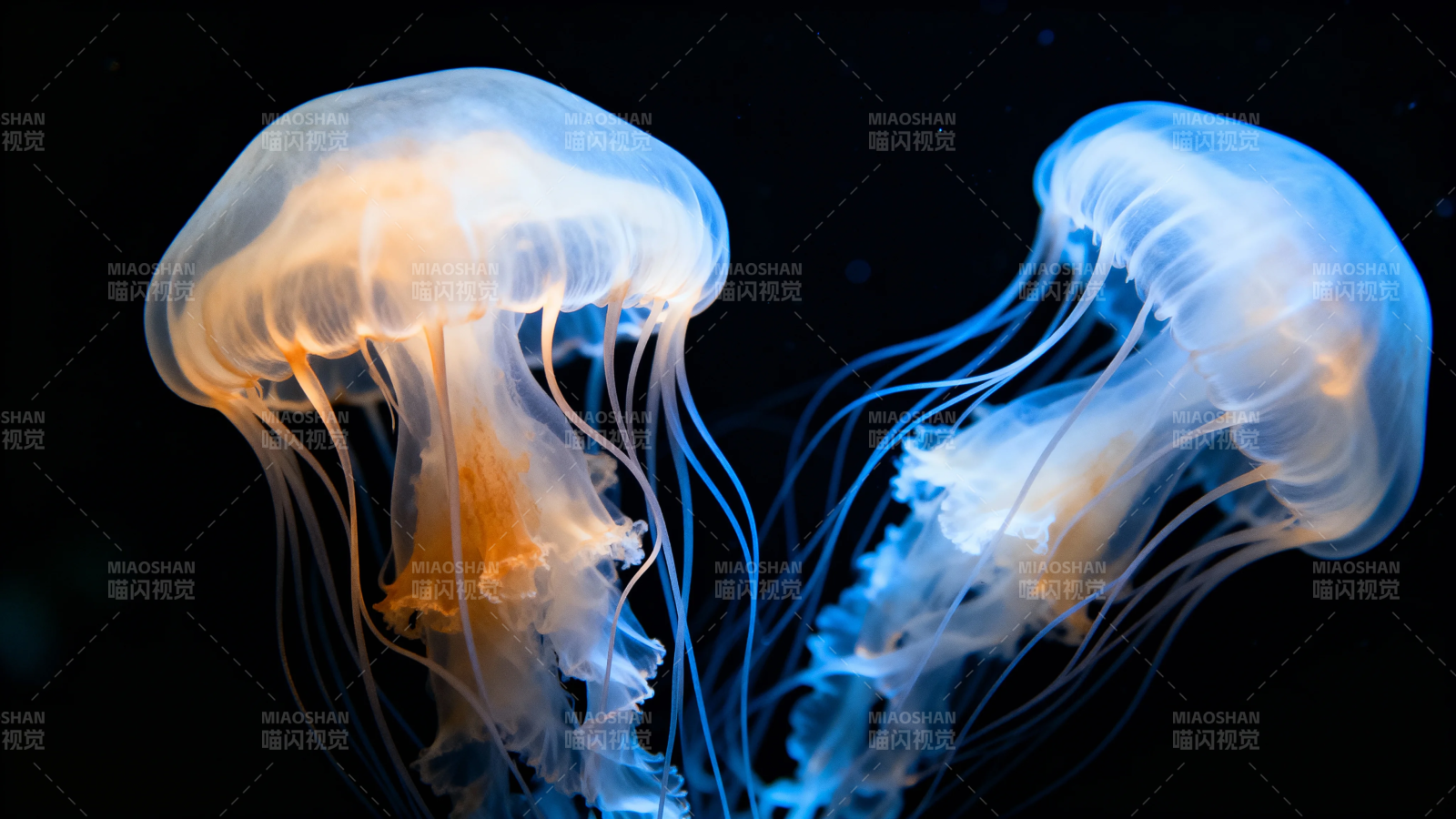 深海双水母 幽光共舞夜图片