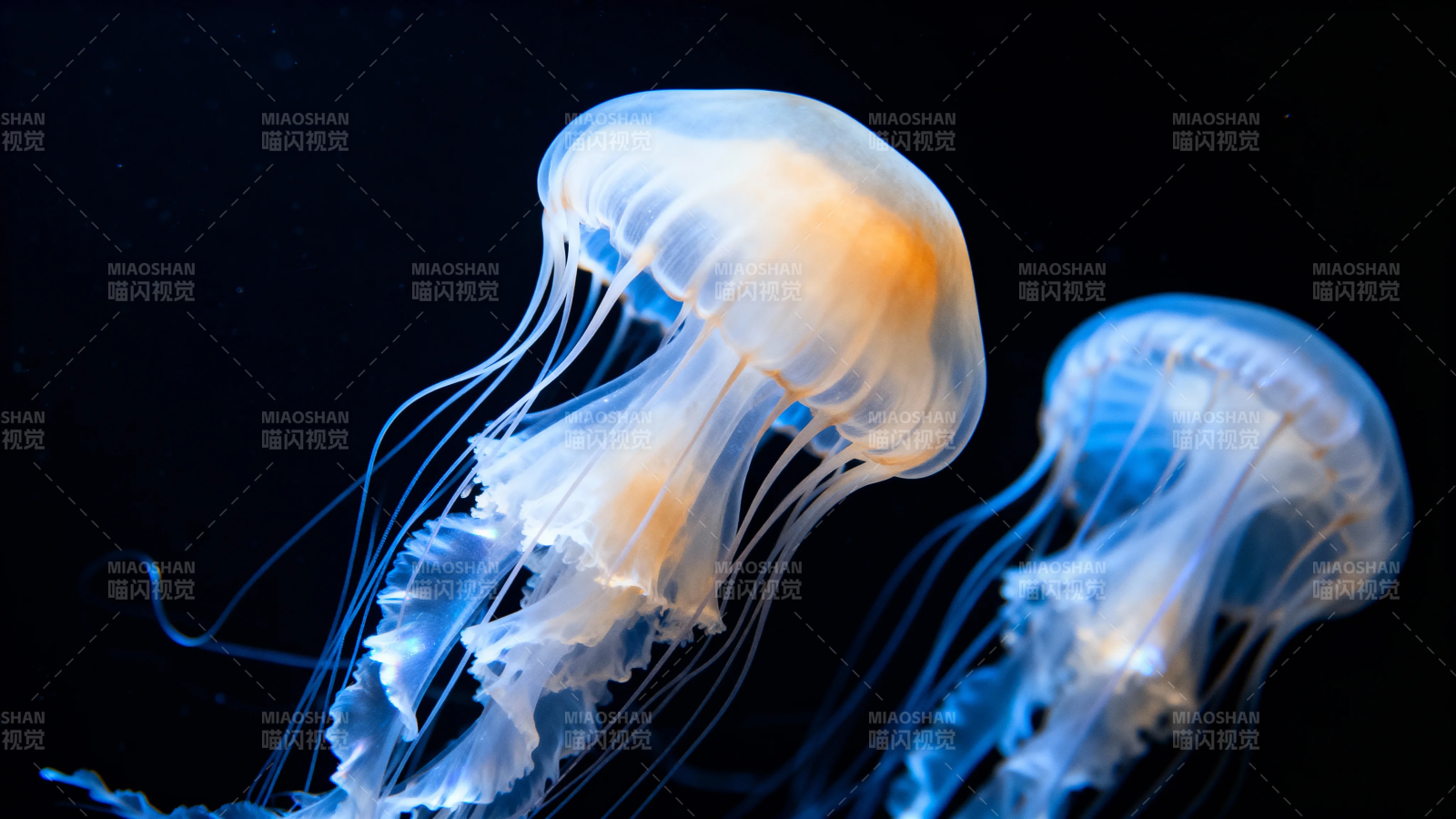 幽蓝水母 暗夜舞者图片