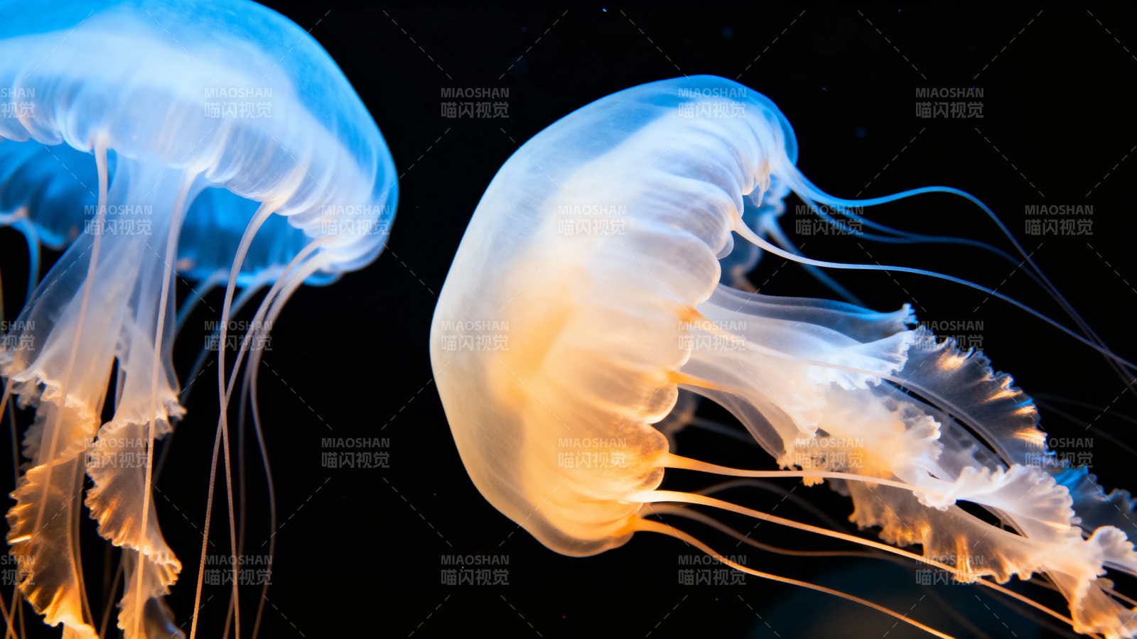 深海水母 梦幻蓝橙共舞图片