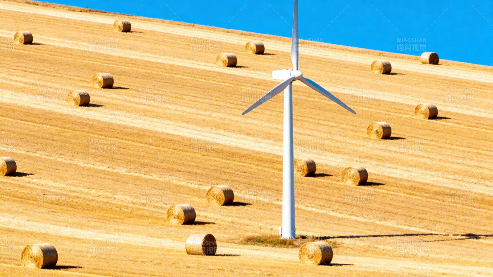 风车立于金黄麦田间图片