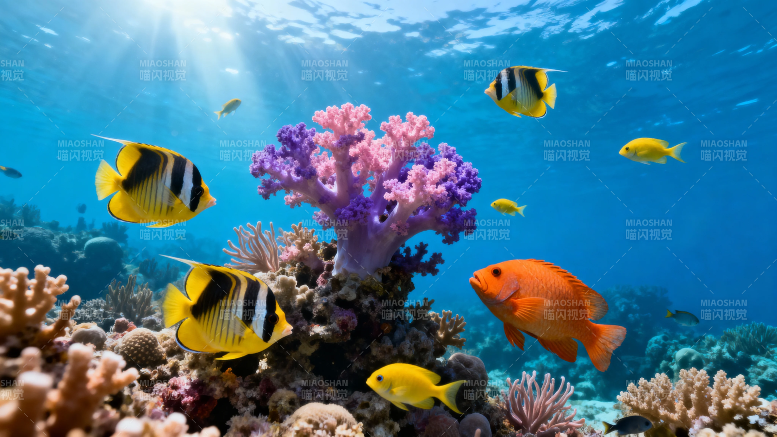 海底珊瑚鱼群绚烂多彩图片