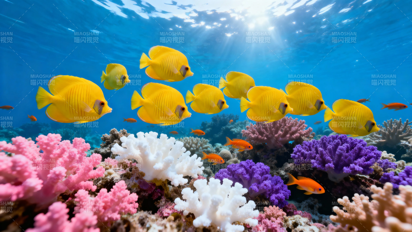 珊瑚礁上黄鱼游弋图片