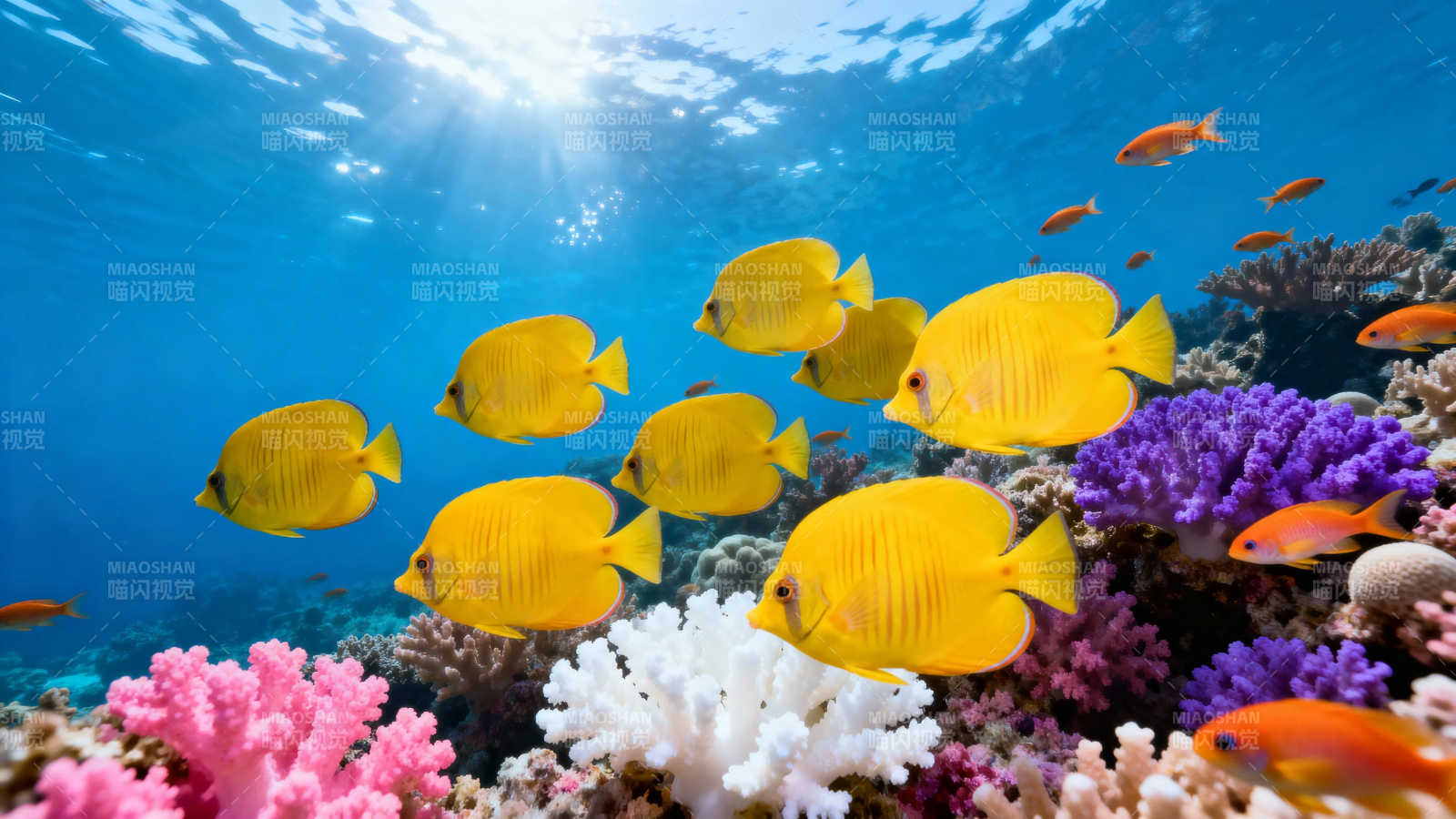 海底黄鱼群游珊瑚间图片