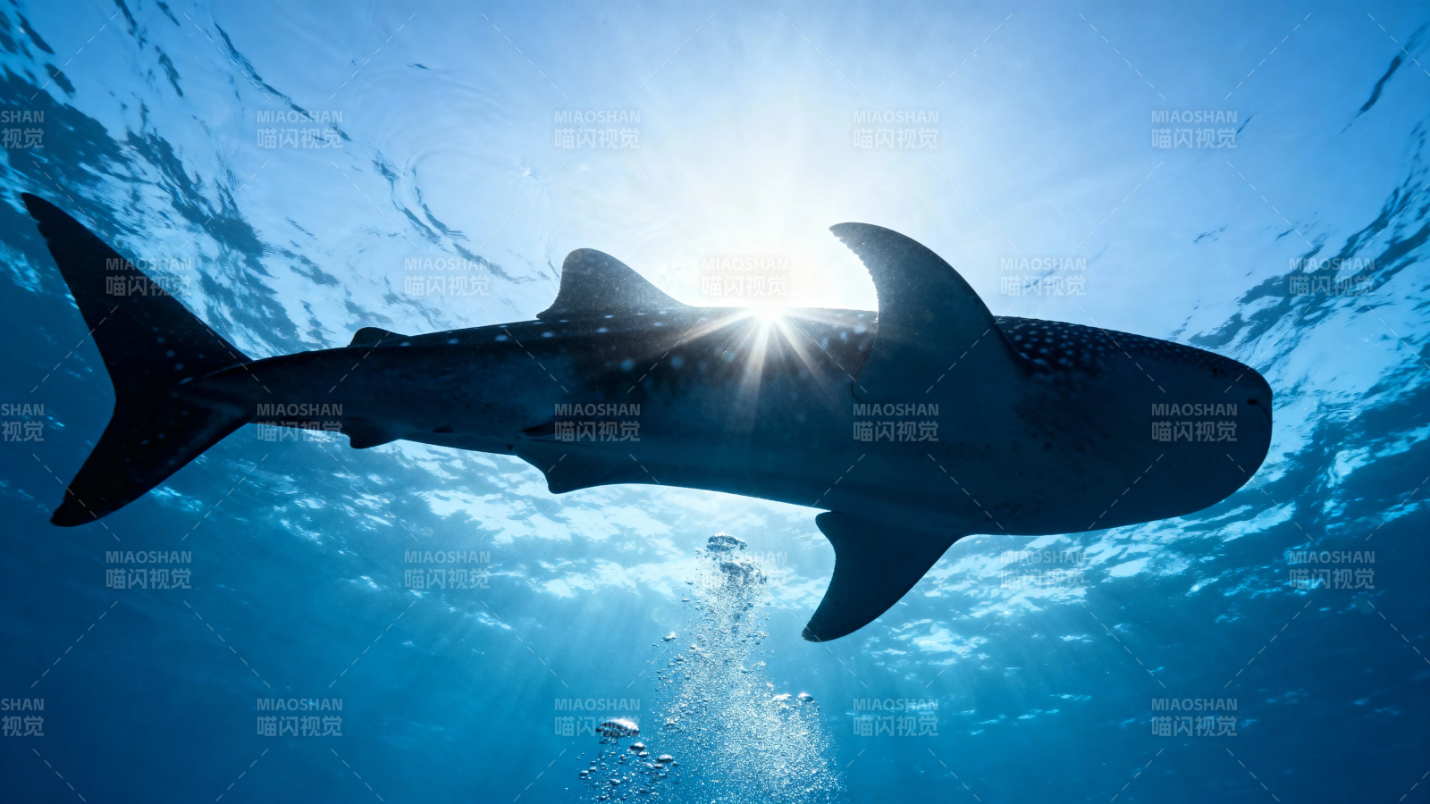 鲸鲨游弋 阳光穿透海面图片
