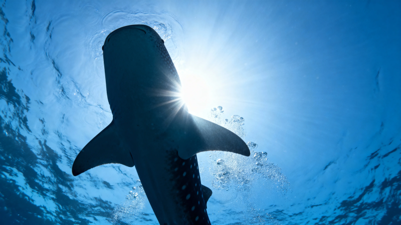 鲸鲨迎光 深海剪影图片