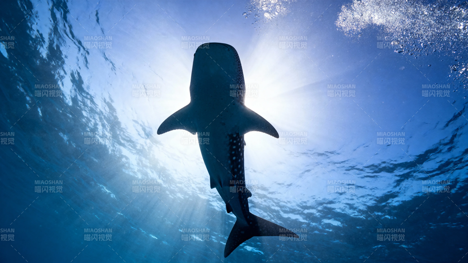 鲸鲨游弋 阳光穿透海面图片