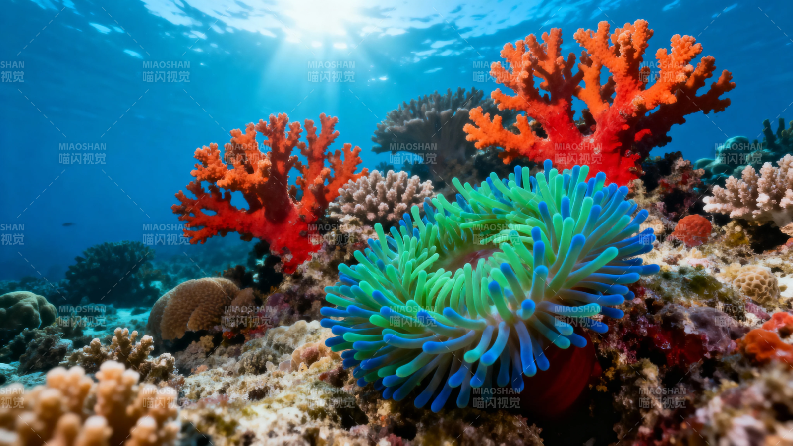 海底珊瑚斑斓如花园图片