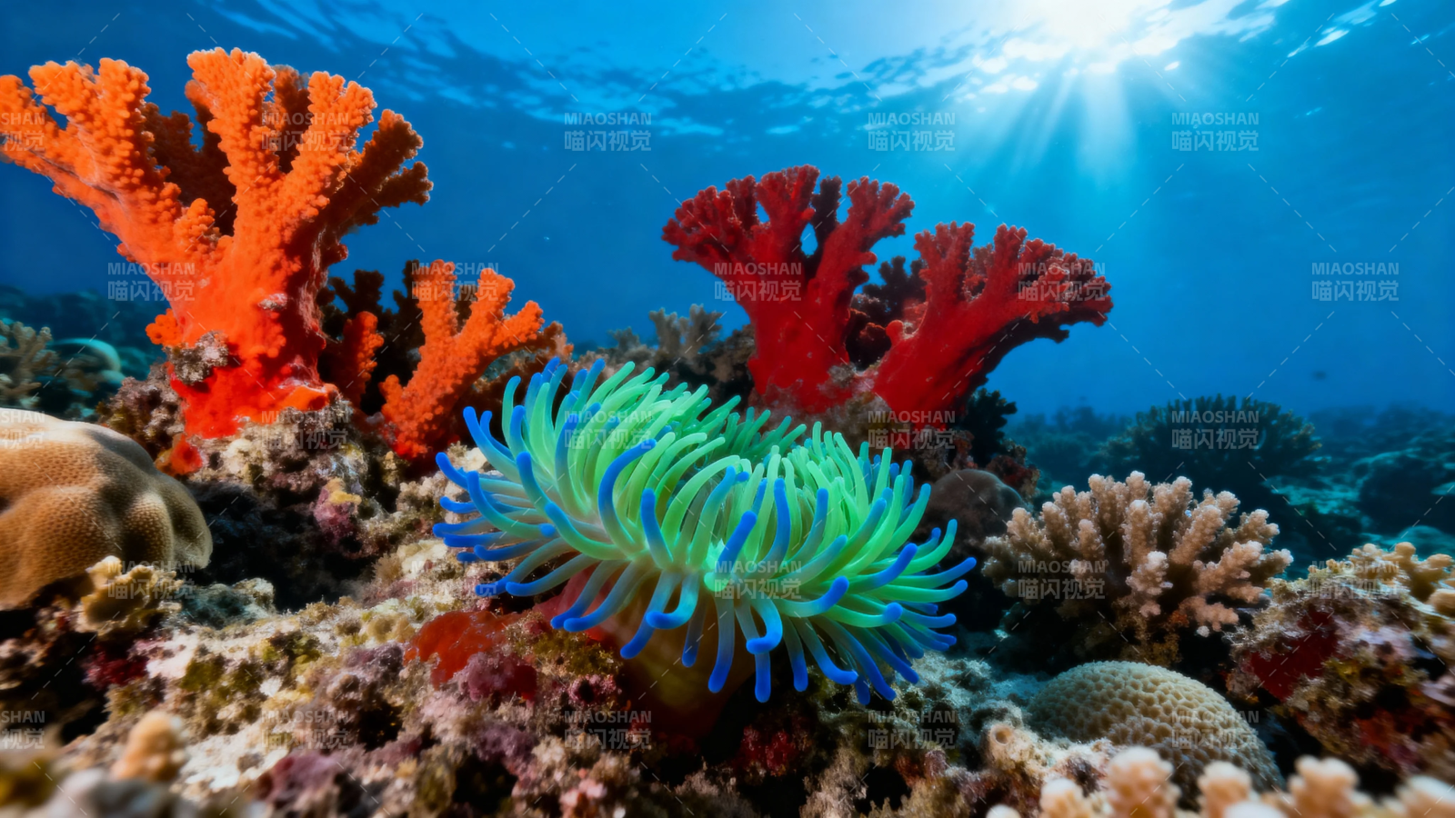 海底珊瑚花园 色彩斑斓图片