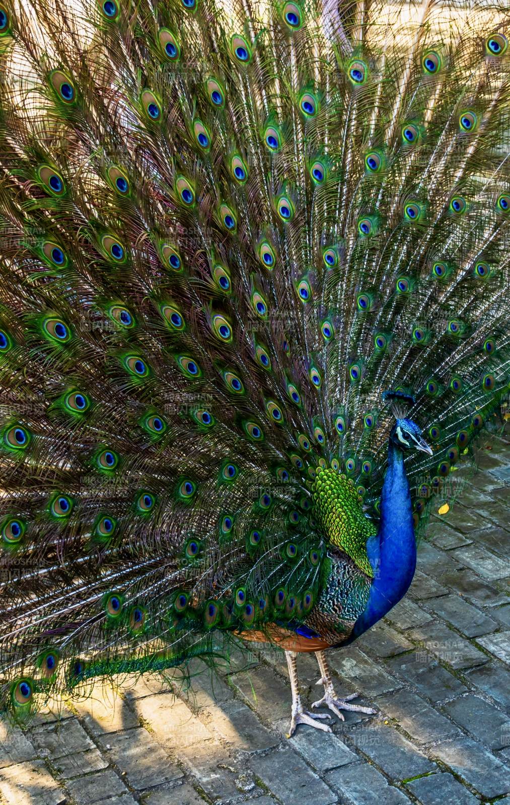 孔雀开屏 华美夺目图片