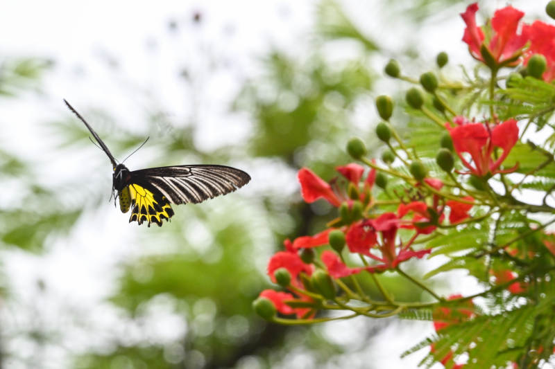 蝶舞红花间 翩翩入画来图片