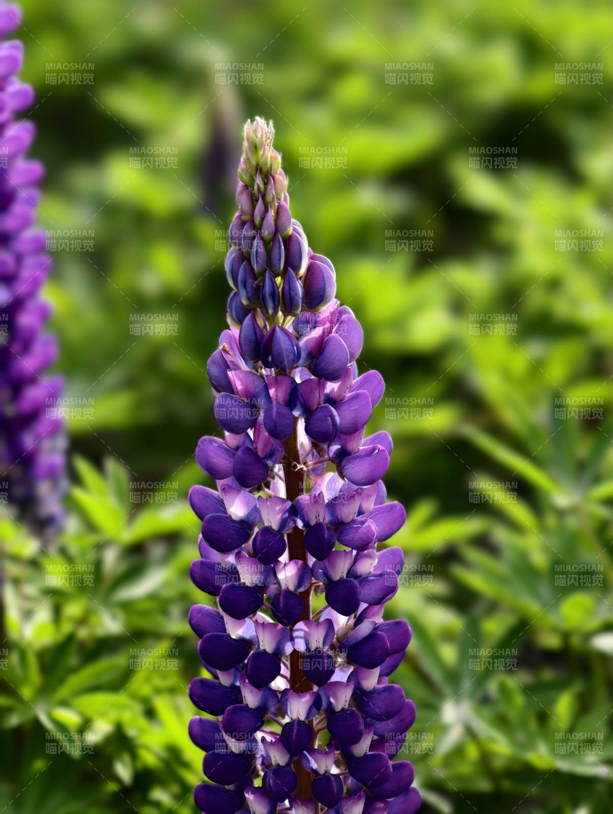 紫羽扇豆花穗绽放图片