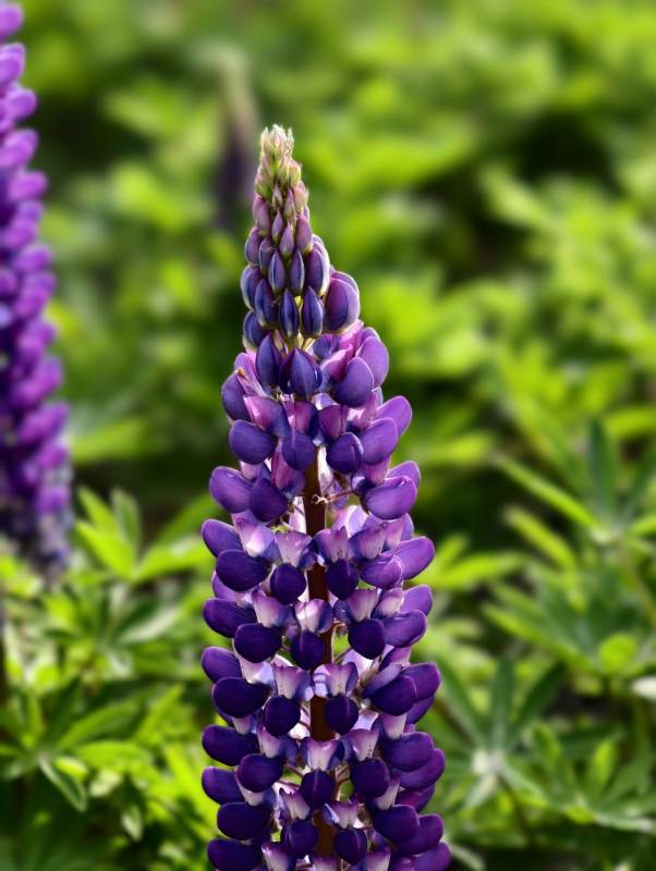 紫羽扇豆花穗绽放图片