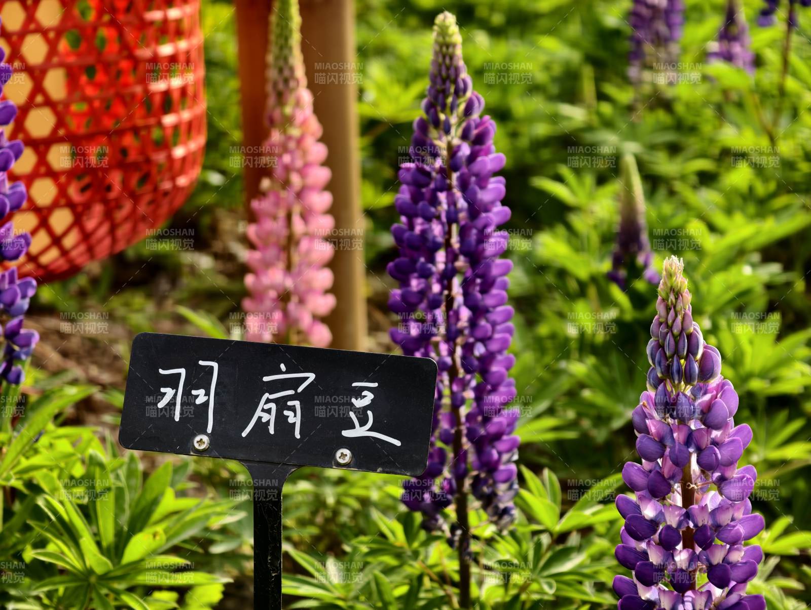 羽扇豆花丛 紫粉争艳红篮旁图片