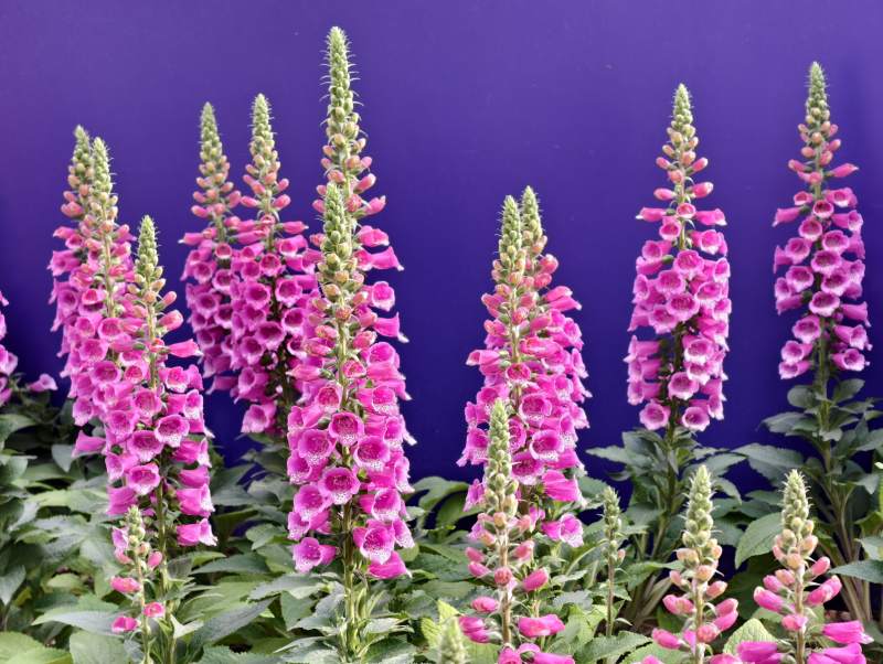 紫墙前的粉红花穗 紫竹院公园 毛地黄图片